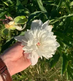 Chinese peony thumbnail 3