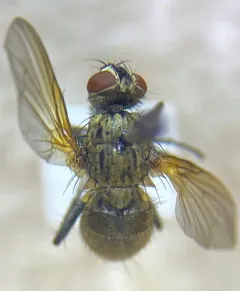 Root-fly thumbnail 2