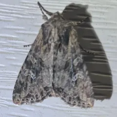 Small Clouded Brindle thumbnail 2