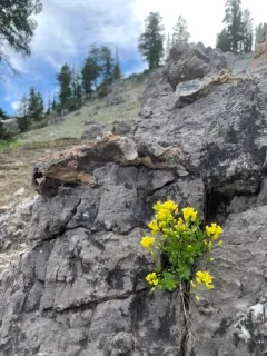 Maguire's Draba thumbnail 2