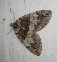 Furious Carpet Moth thumbnail 4