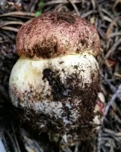 Mountain Butter Bolete thumbnail 2