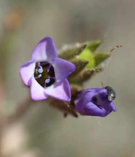 dark-eyed gilia