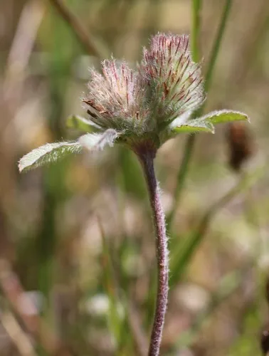 Rose Clover