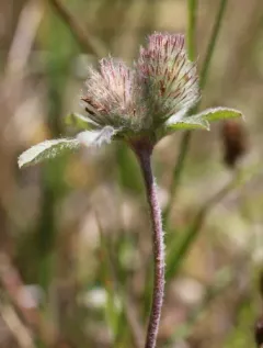 Rose Clover thumbnail 1