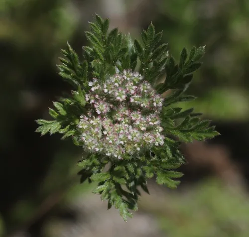 American wild carrot
