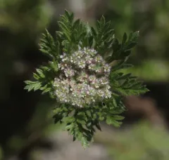 American wild carrot thumbnail 1