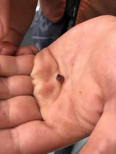 Jeweled Top Snail