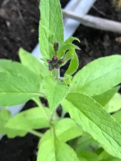 Rough Comfrey thumbnail 4