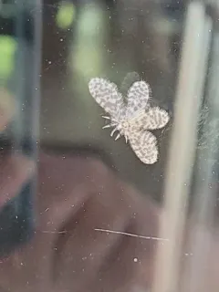 Nallachius americanus thumbnail 1