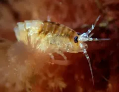 Gammarellus angulosus thumbnail 4