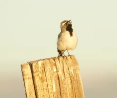 Black-throated Sparrow thumbnail 3