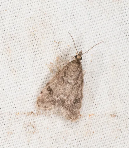 Dark Brown Scoparia Moth
