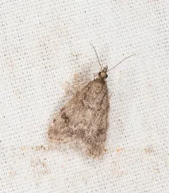 Dark Brown Scoparia Moth thumbnail 1