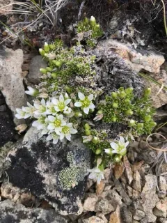 Long-pod Stitchwort thumbnail 2