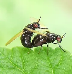 Lauxania shewelli thumbnail 1
