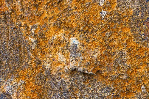 Porpidia melinodes