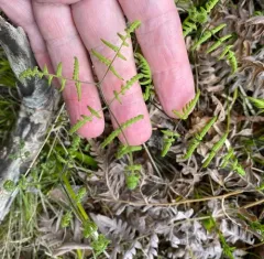 limestone oak fern thumbnail 2