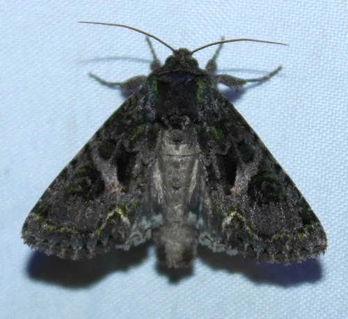 Emerald-dusted Sallow