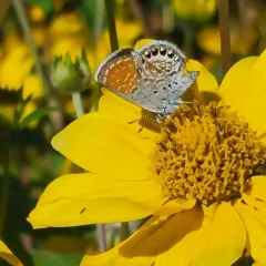 Western Pygmy-Blue thumbnail 2