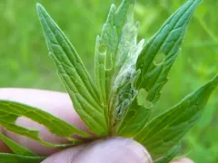Liriomyza valerianivora thumbnail 1