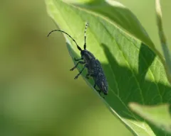 small poplar borer thumbnail 3