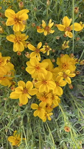 Rocky Mountain zinnia