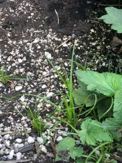 Grey Sedge thumbnail 1