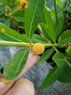 Puccinia minutissima thumbnail 2