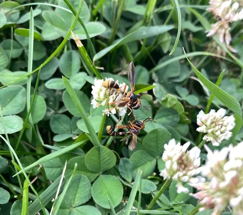 Physoconops excisus