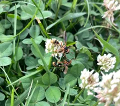 Physoconops excisus thumbnail 1