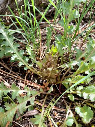 Dwarf Lousewort