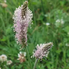 Hoary Plantain thumbnail 1