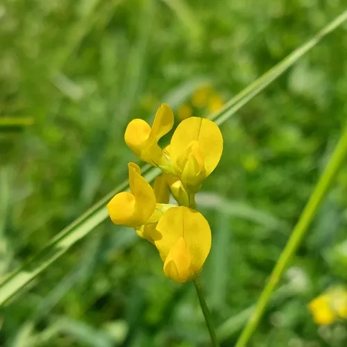 meadow pea