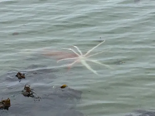 Robust Clubhook Squid