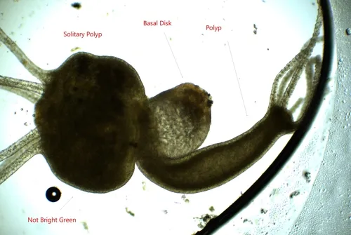 Common Hydra