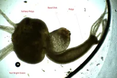 Common Hydra thumbnail 1