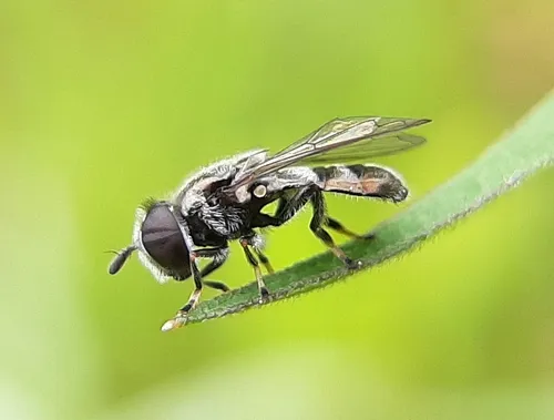 Shadowy Psyllid-killer
