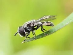 Shadowy Psyllid-killer thumbnail 1