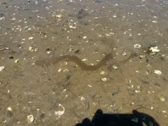 American Lugworm thumbnail 2