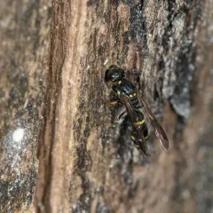 Symmorphus canadensis thumbnail 3