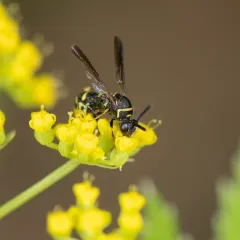 Leucospis affinis thumbnail 3