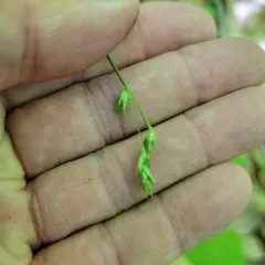 Dewey's sedge thumbnail 2