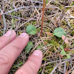 green-flowered wintergreen thumbnail 3