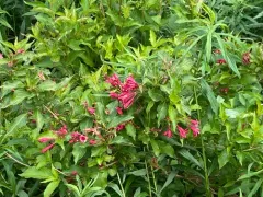 Old Fashioned Weigela thumbnail 4