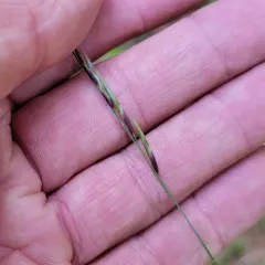 purple oat thumbnail 3