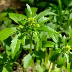 Bristly Crowfoot thumbnail 4