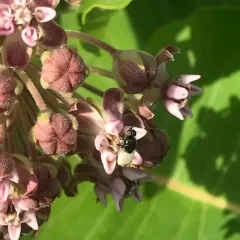 Nemotelus kansensis thumbnail 4