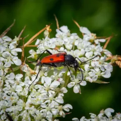 Dimorphic Flower Longhorn Beetle thumbnail 2
