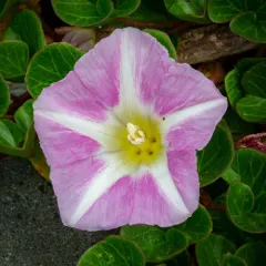 Sea Bindweed thumbnail 4